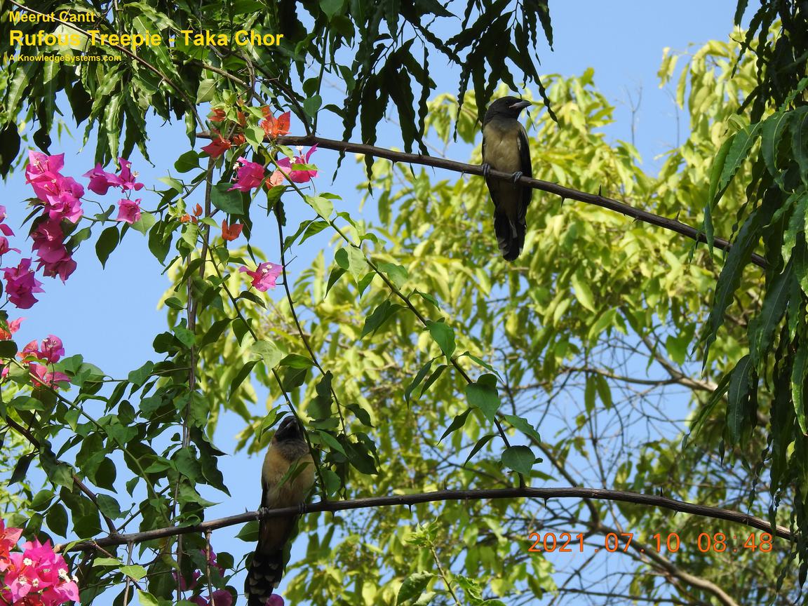 Rufous Treepie (75) Coming Soon